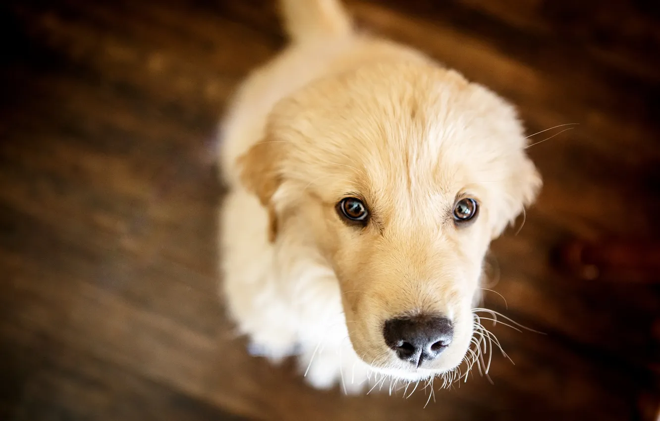 Photo wallpaper look, each, dog