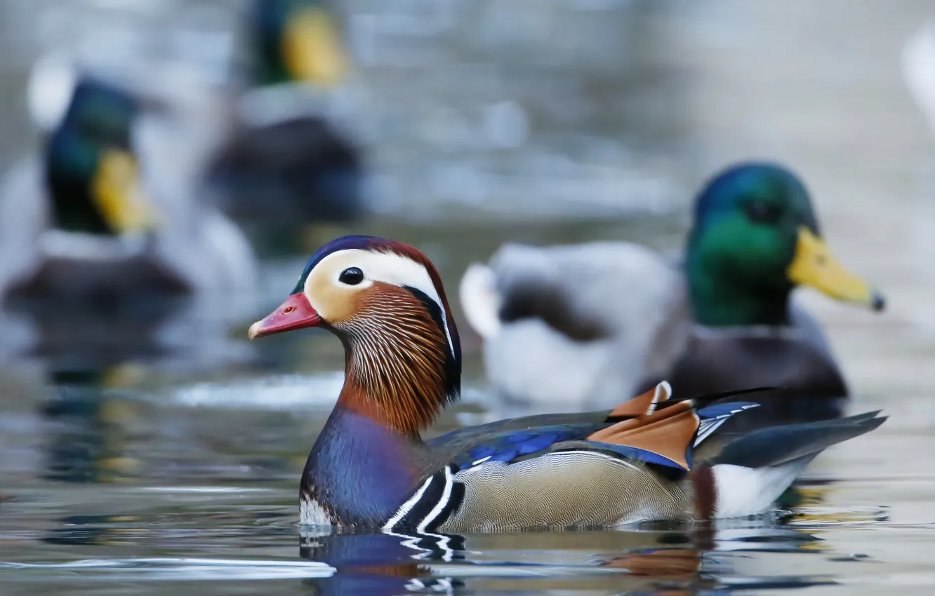 Photo wallpaper paint, duck, feathers, pond, tangerine