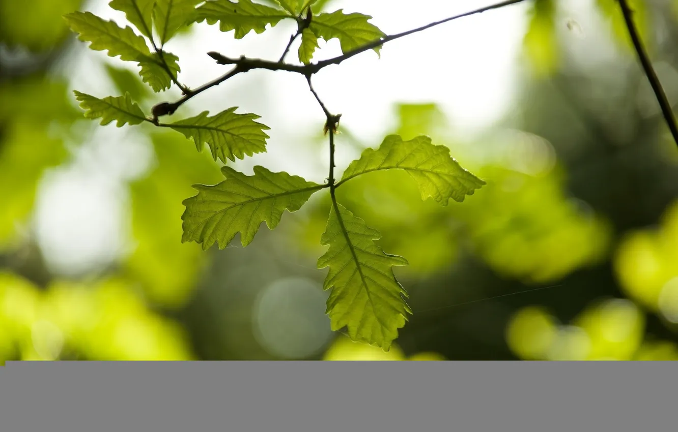 Photo wallpaper summer, leaves, macro, branches, green