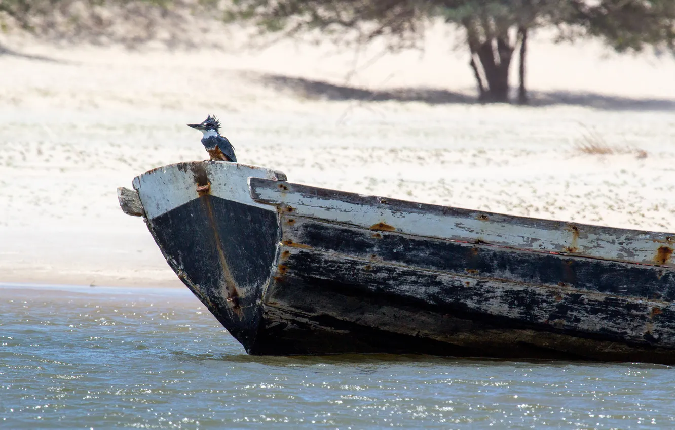 Photo wallpaper water, bird, shore, boat, wet