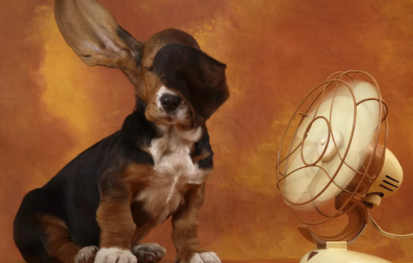 Photo wallpaper fan, ears, Bassett, basset hound