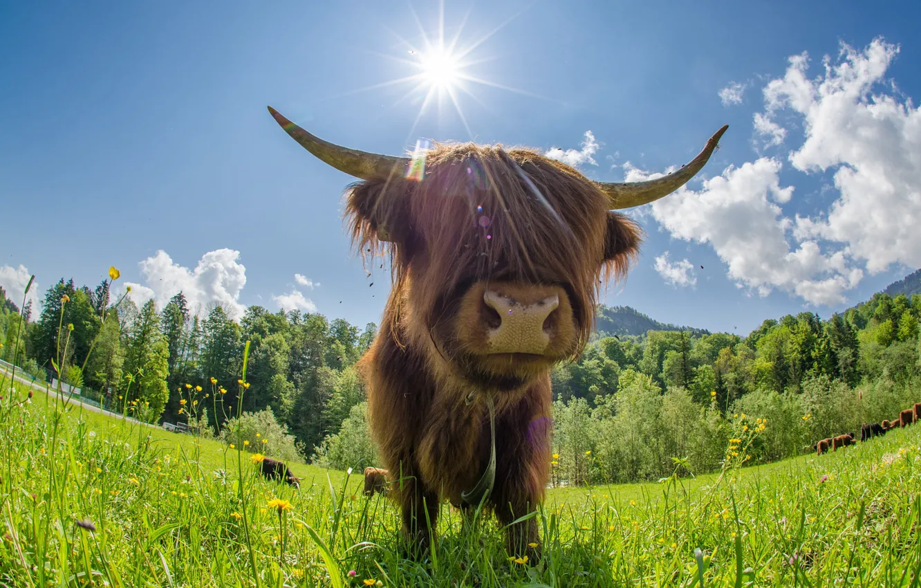 Photo wallpaper field, forest, face, cows, bull, bangs, Scottish