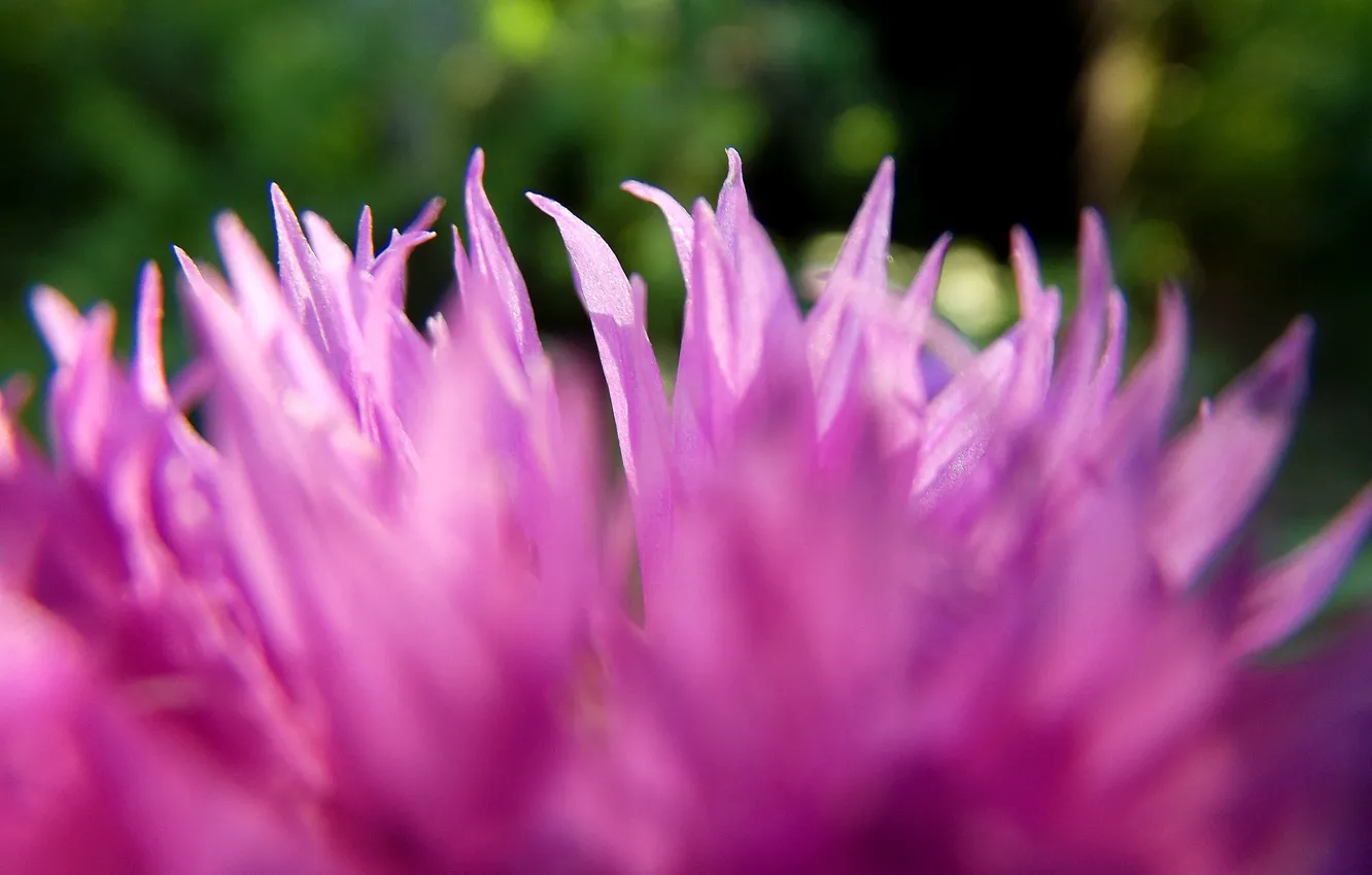 Photo wallpaper purple, flowers, nature, green, background, Wallpaper, wallpaper, widescreen