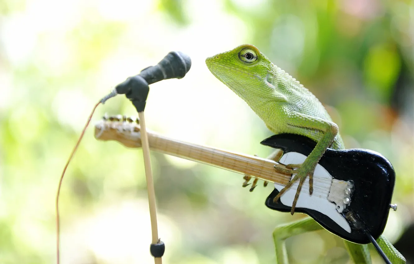 Photo wallpaper guitar, lizard, guitarist, microphone, reptile