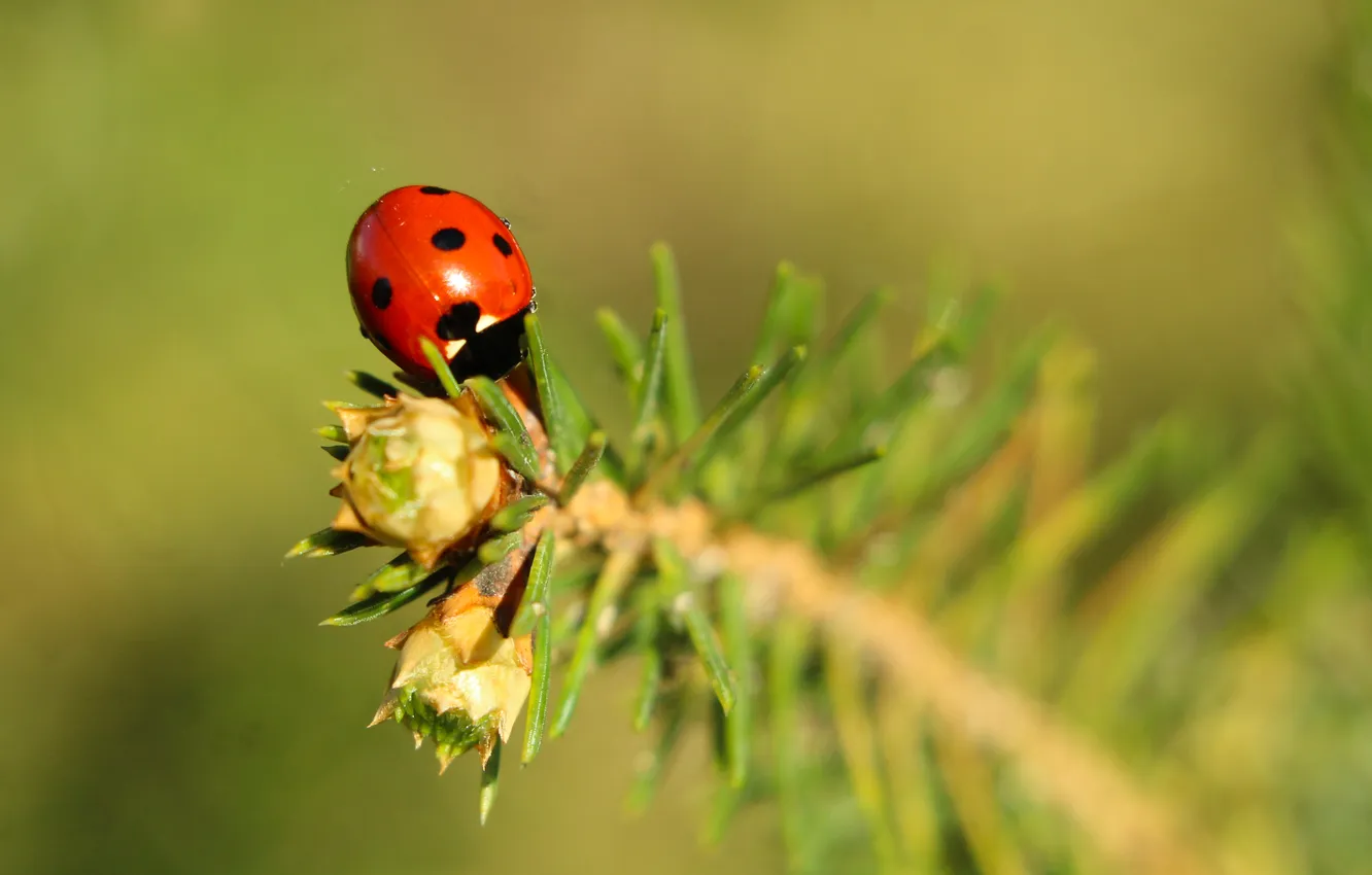 Photo wallpaper red, insect, ladybird
