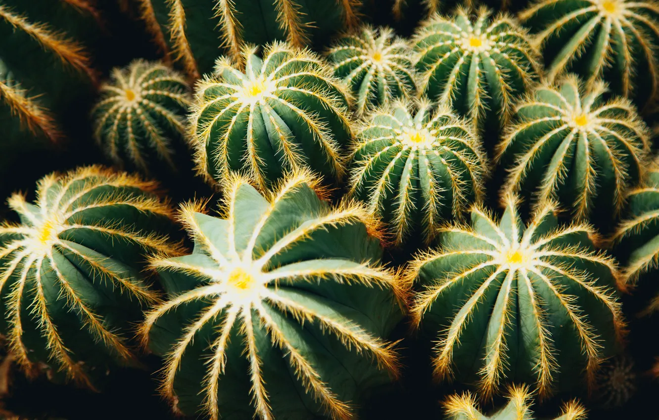 Photo wallpaper needles, cactus, a lot, bokeh