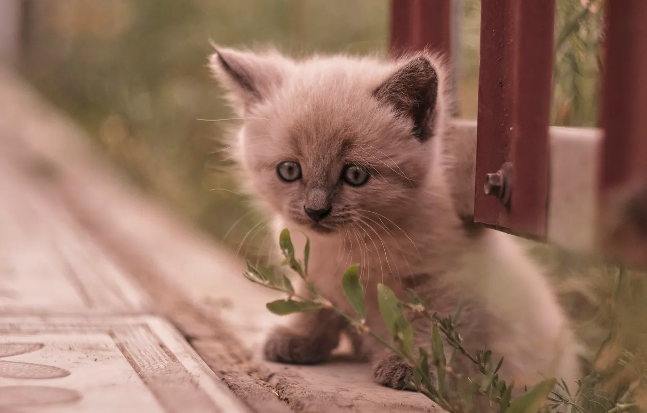 Photo wallpaper baby, muzzle, kitty