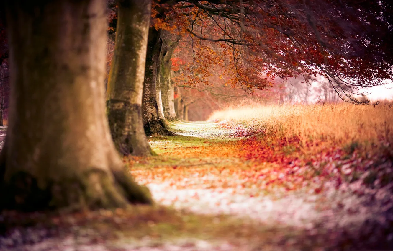 Photo wallpaper field, autumn, forest, trees