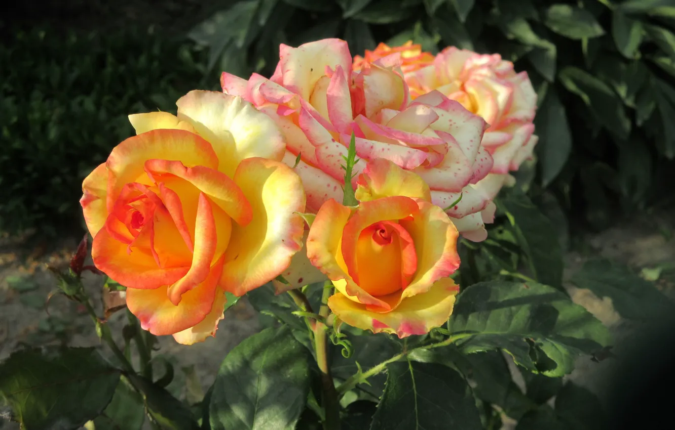 Photo wallpaper flowers, Bush, roses, orange, 2018, Meduzanol ©