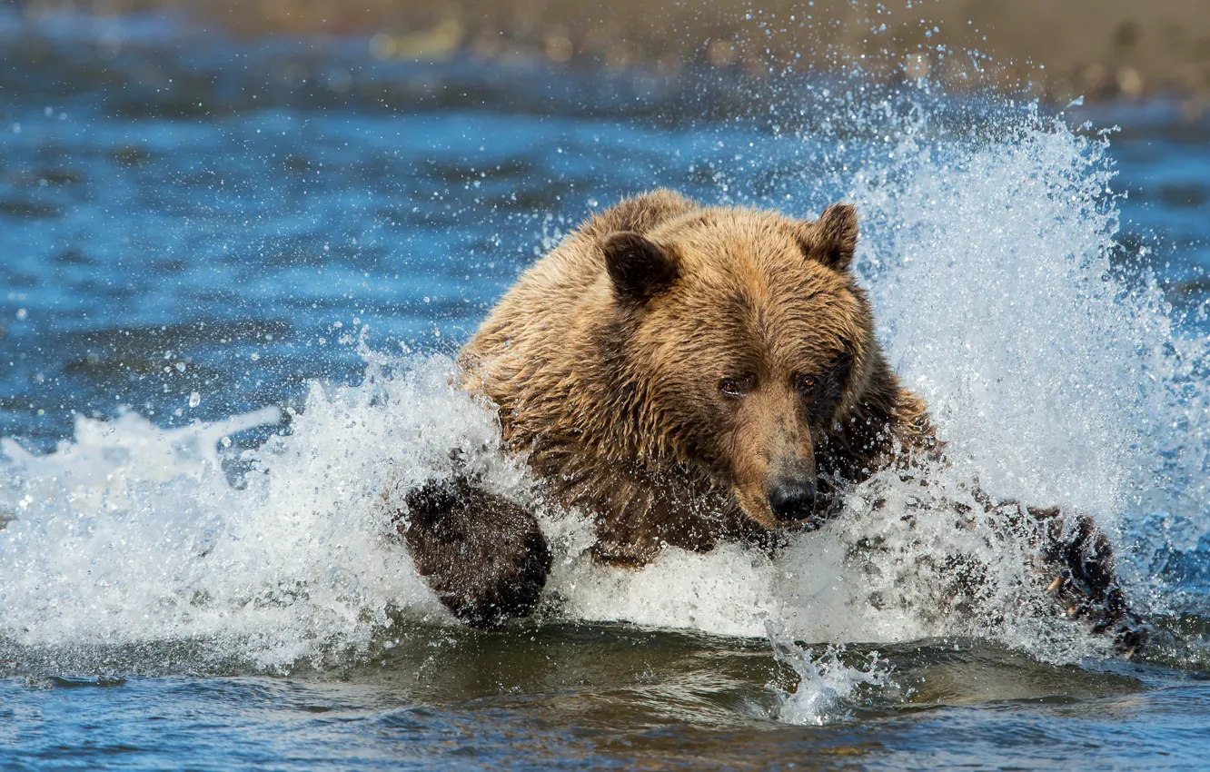 Photo wallpaper face, water, squirt, pose, fishing, bear, bathing, swimmer