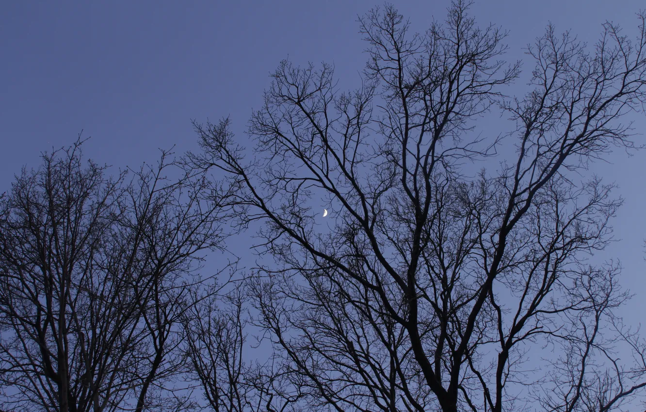 Photo wallpaper the sky, trees, branches, nature, the moon, spring, the evening, twilight