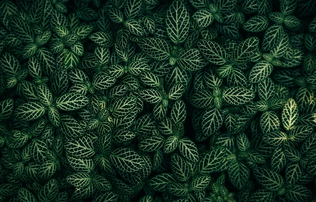 Photo wallpaper green, leaves, plants, foliage, closeup, Fittonia