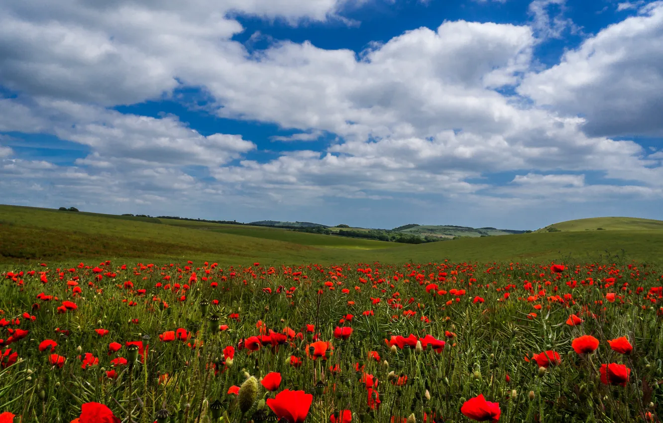 Photo wallpaper field, summer, the sky, clouds, flowers, blue, hills, Maki