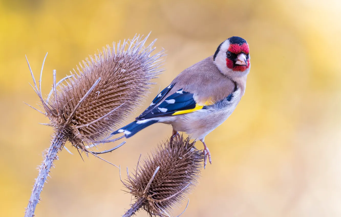 Photo wallpaper background, bird, stems, plant, goldfinch, bird
