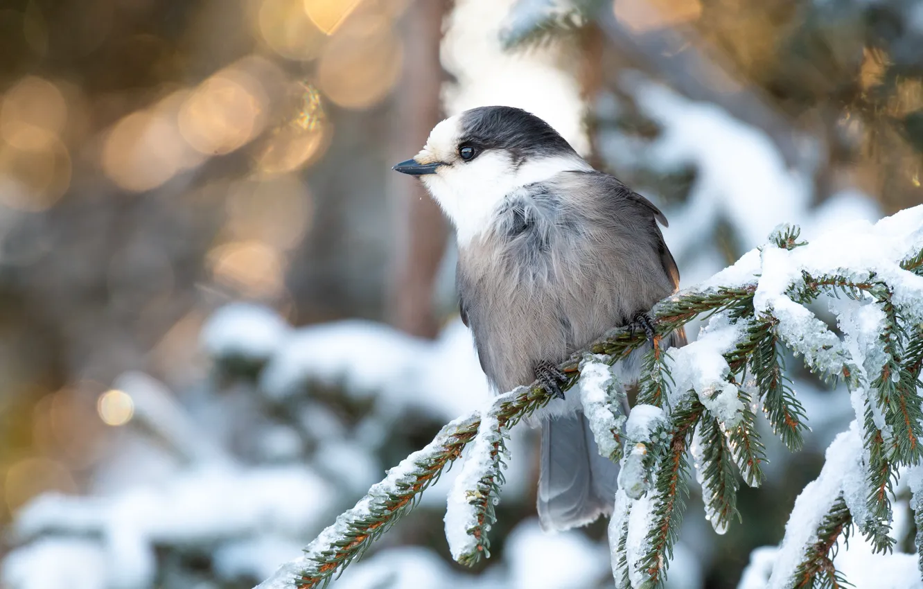 Photo wallpaper winter, snow, background, bird, branch, needles, bokeh, tit