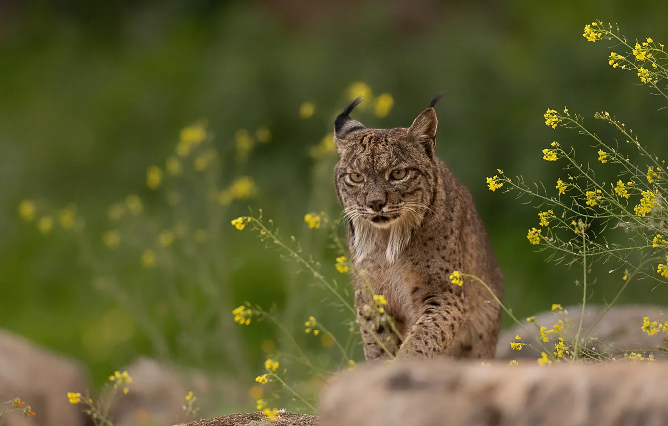Photo wallpaper flowers, predator, lynx, wild cat, bokeh