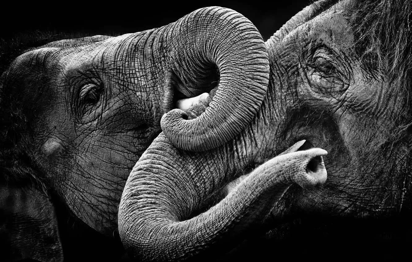 Photo wallpaper nature, background, elephants