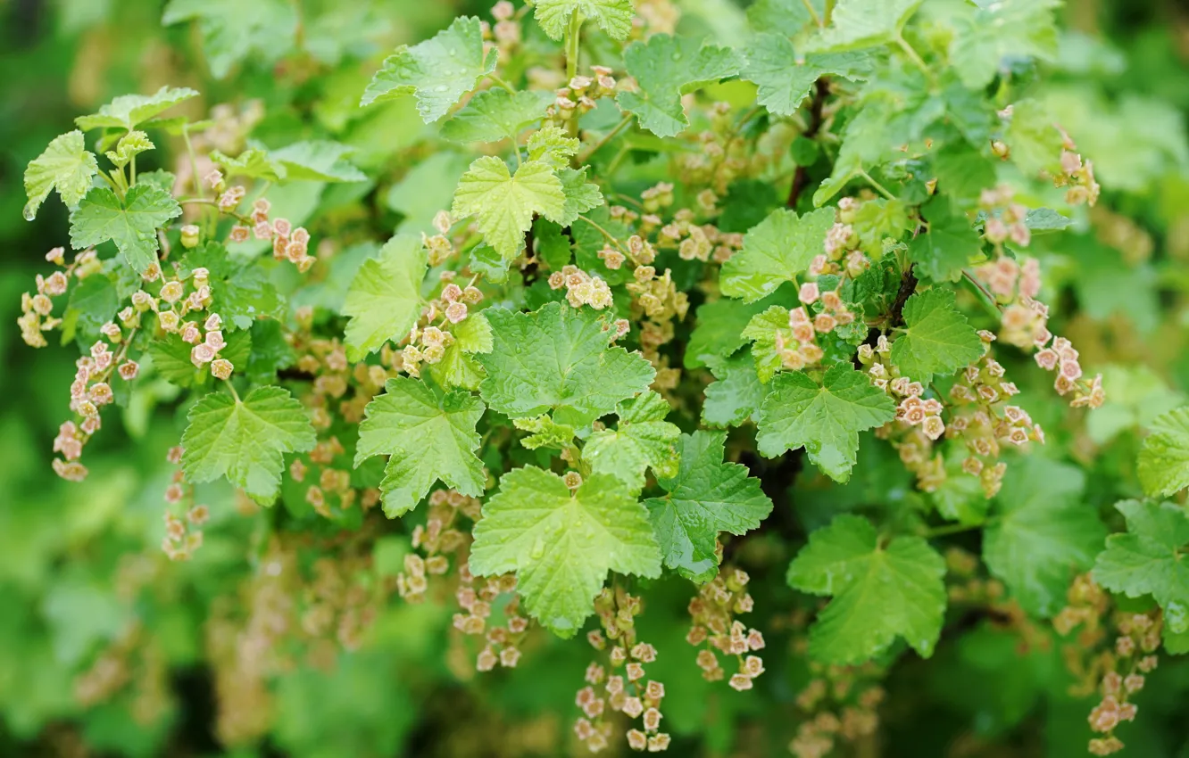 Photo wallpaper greens, summer, foliage, spring, currants, red currant, flowers currant