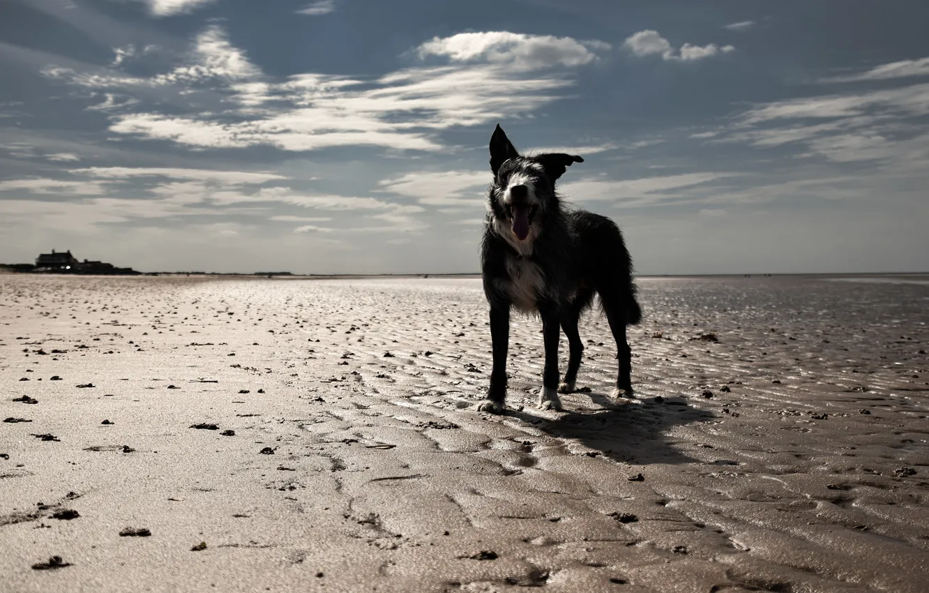 Photo wallpaper beach, look, each, dog