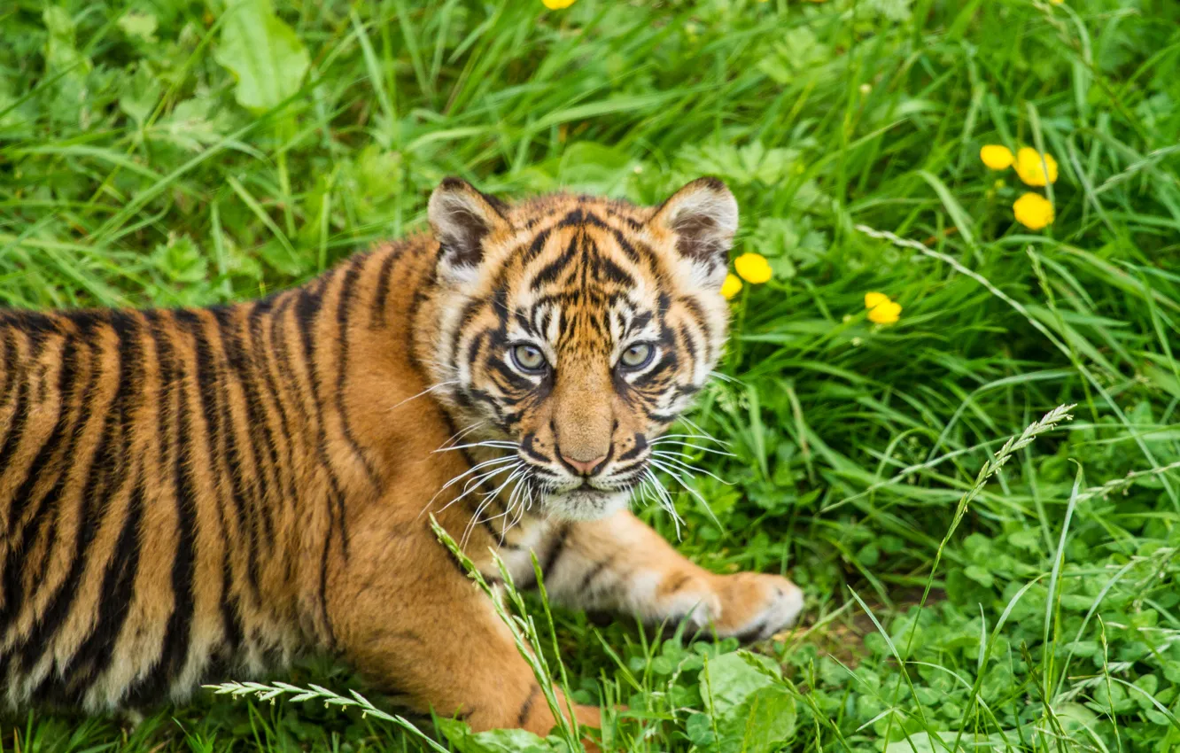Photo wallpaper cat, grass, look, tiger, cub, kitty, tiger, Sumatran