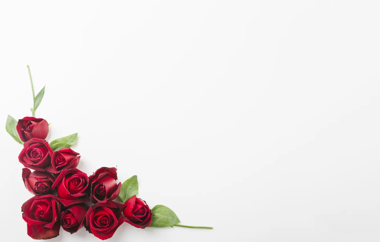 Photo wallpaper white, flowers, background, roses, red, Red, buds, roses