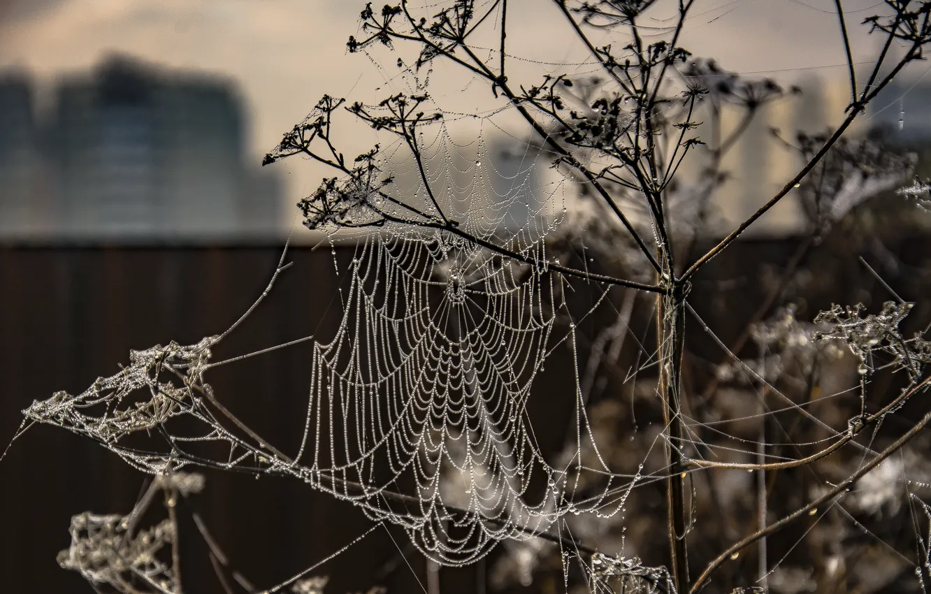 Photo wallpaper autumn, Rosa, morning, gossamer