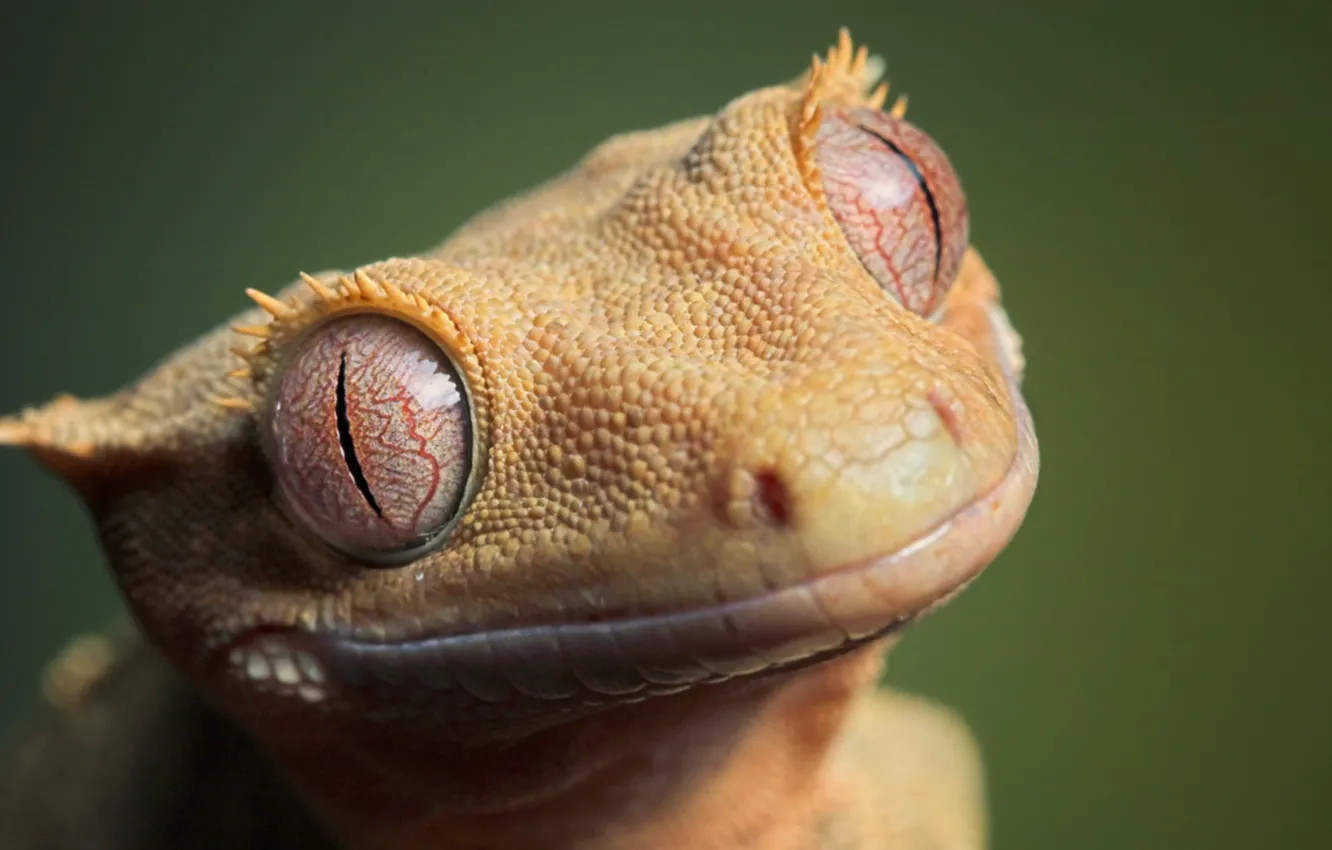 Photo wallpaper eyes, leather, lizard