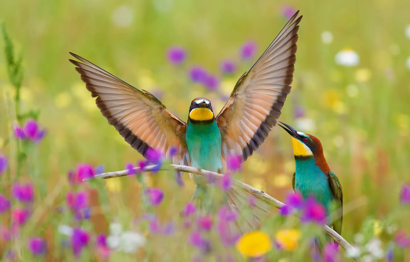 Photo wallpaper nature, bird, wings, European bee-eater