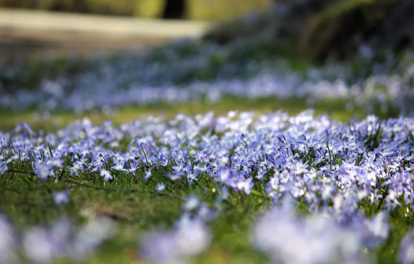 Photo wallpaper flowers, nature, spring