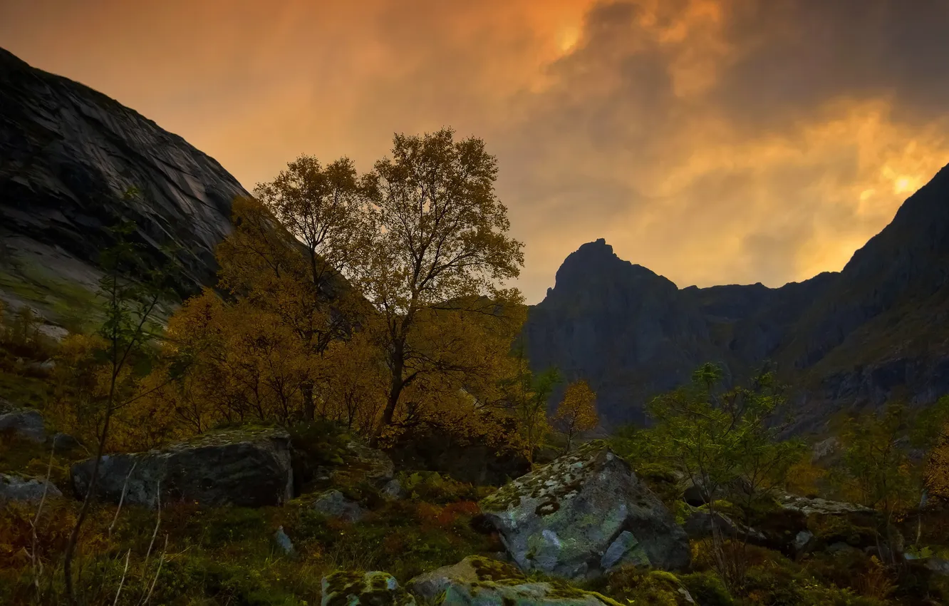 Photo wallpaper landscape, mountains, tree