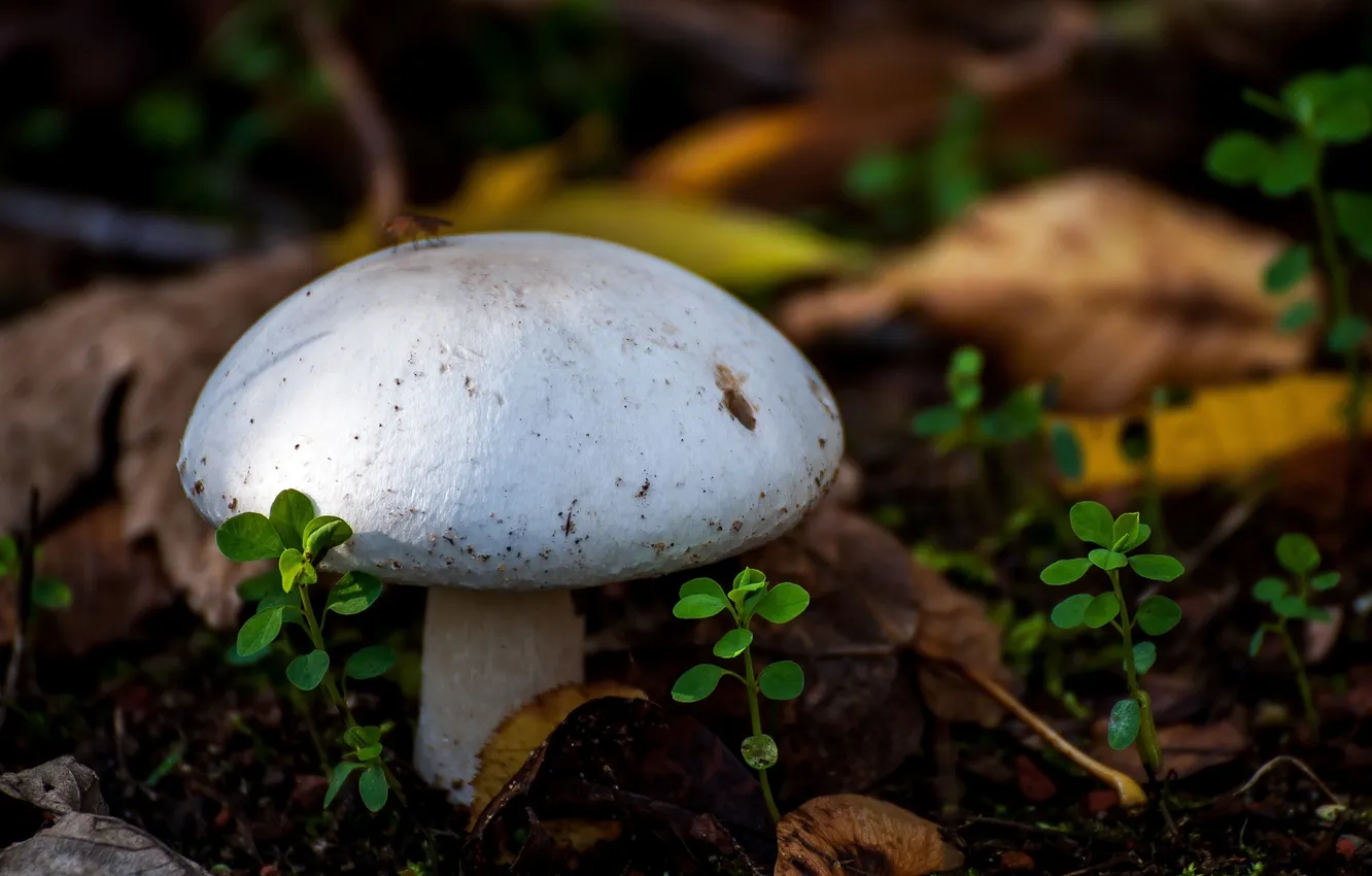 Photo wallpaper forest, macro, earth, mushrooms, plant