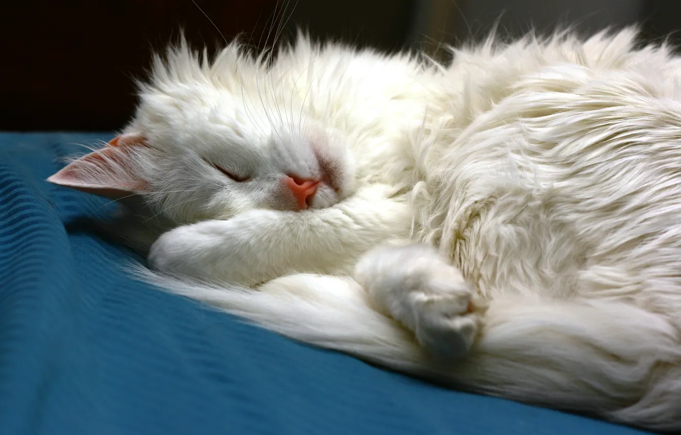 Photo wallpaper cat, white, cat, sleeping, lies