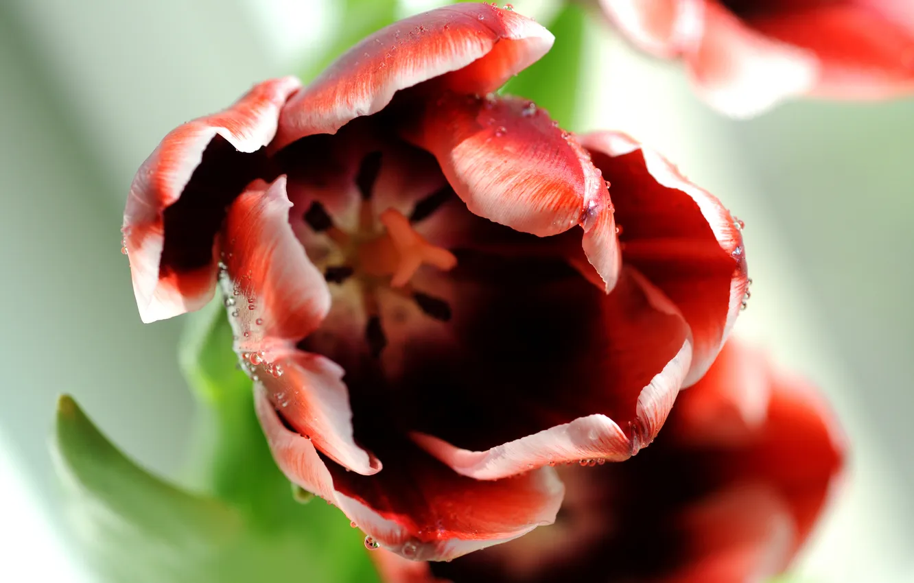 Photo wallpaper drops, flowers, red, tulips