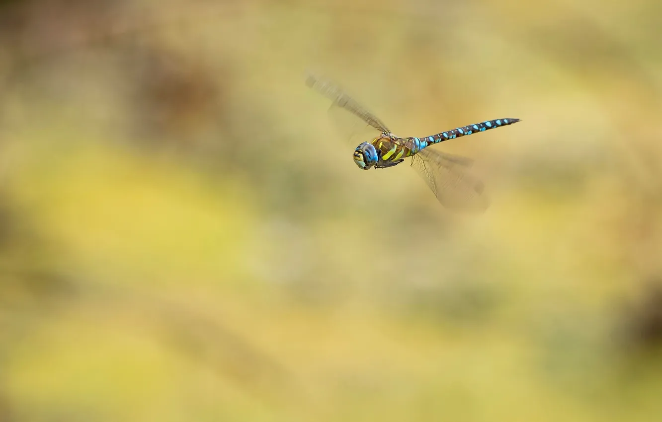 Photo wallpaper flight, background, dragonfly