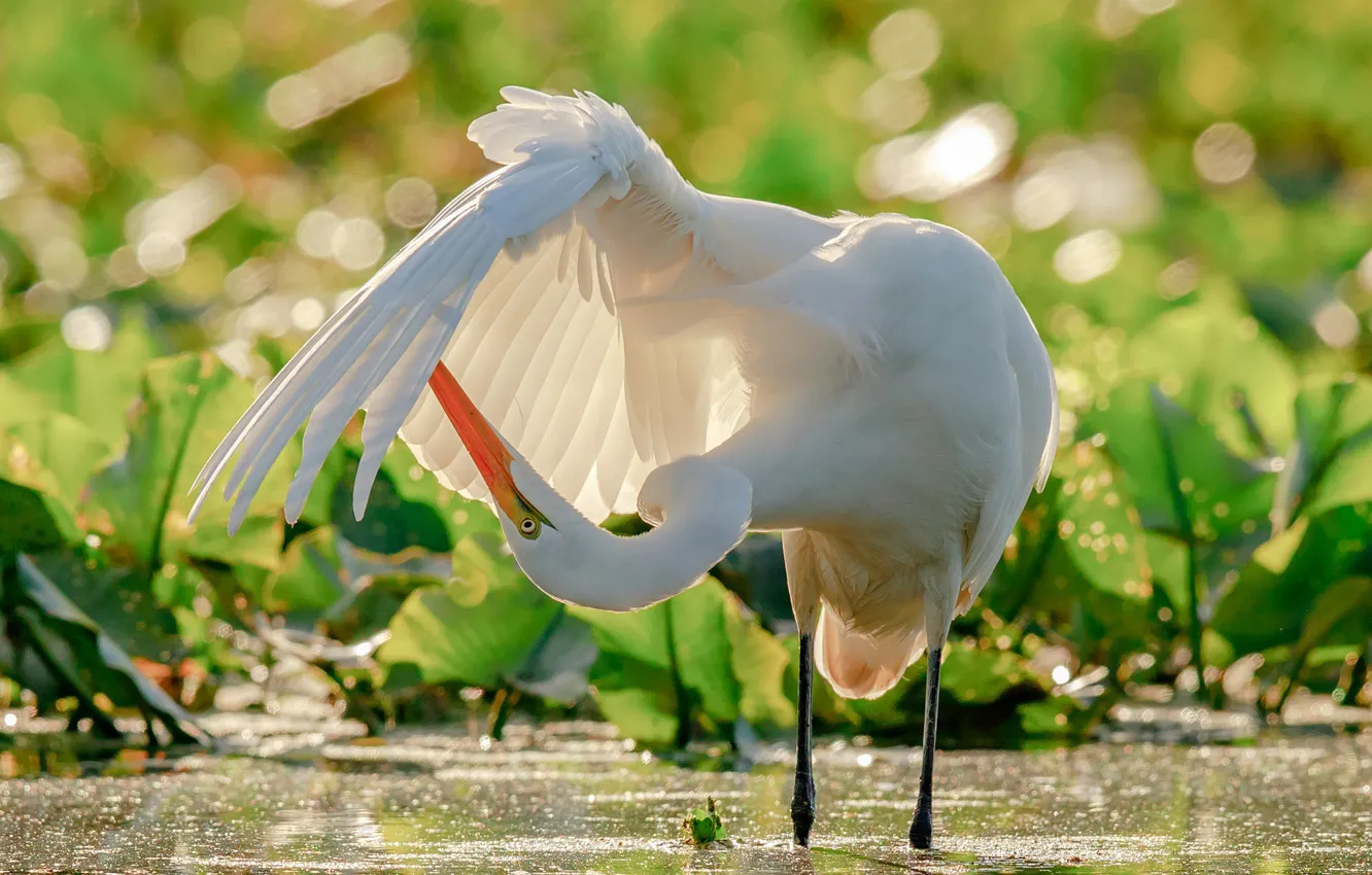 Photo wallpaper water, bird, wings, Heron, bokeh, Great white egret