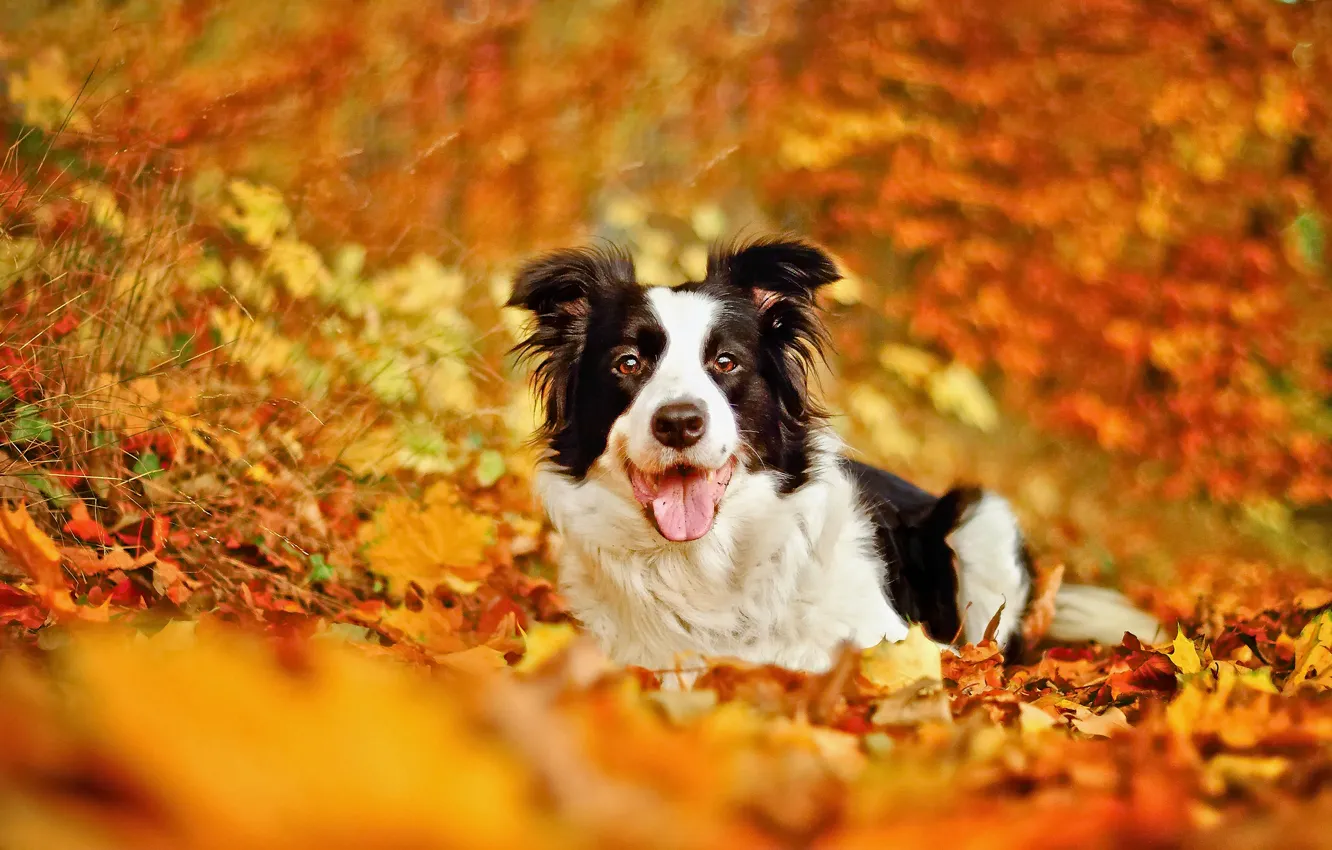 Photo wallpaper autumn, leaves, dog, bokeh, The border collie