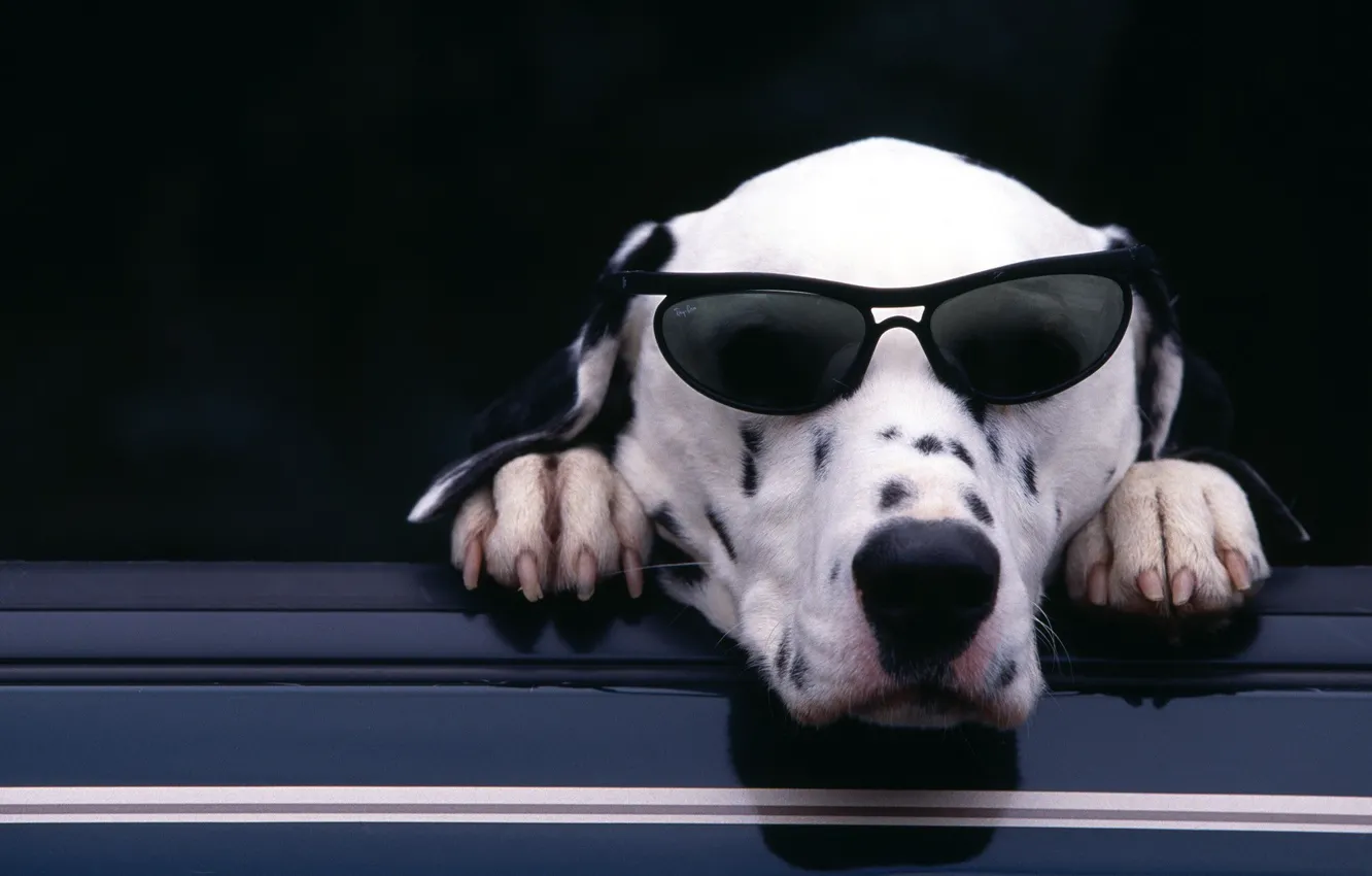 Photo wallpaper face, paws, glasses, claws, Dalmatian, dalmatian