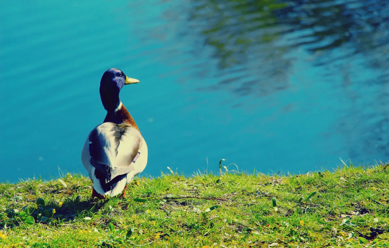 Photo wallpaper bird, water, lake, duck