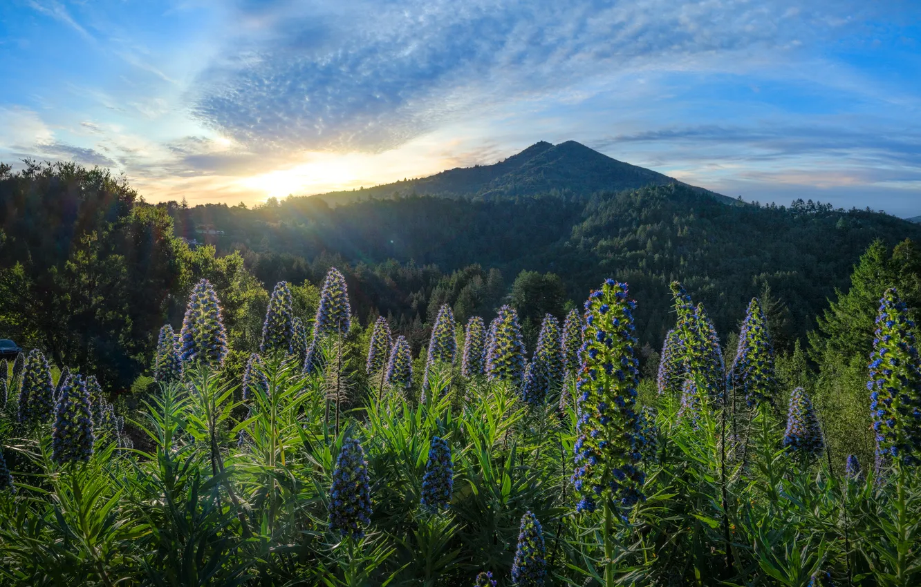 Photo wallpaper forest, clouds, flowers, mountains, thickets, morning
