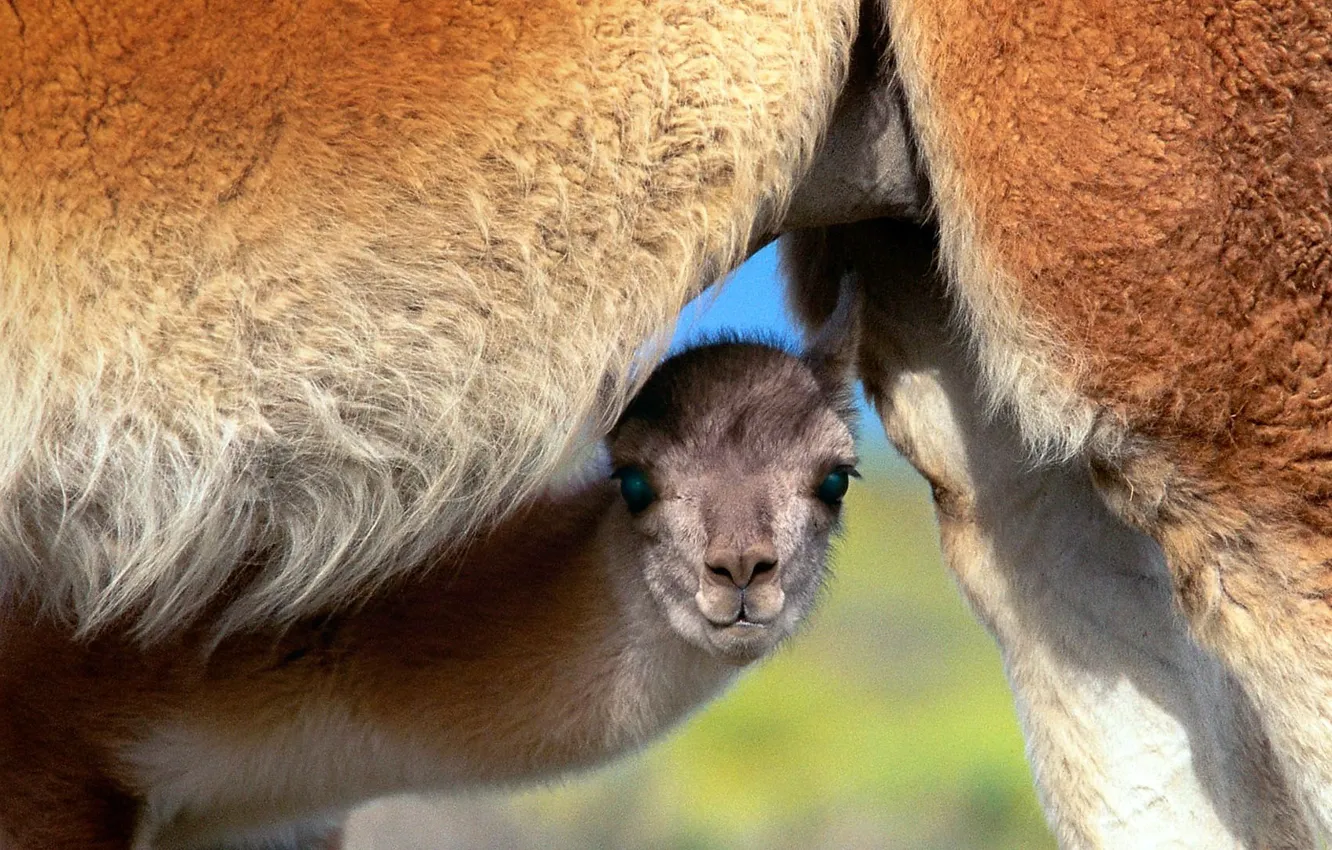 Photo wallpaper nature, young, Chile, mother, Andes Mountains, Guanaco