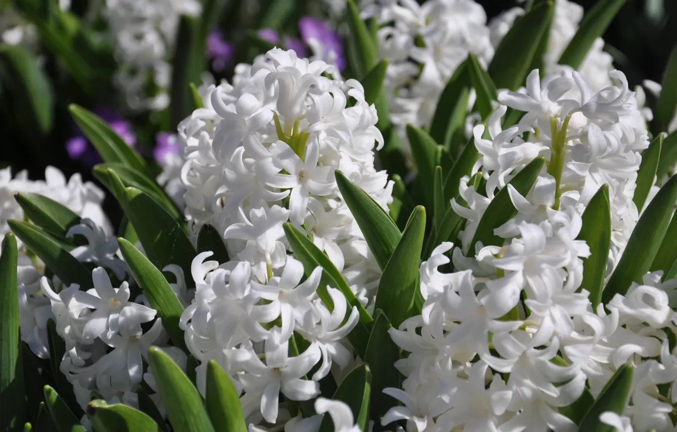 Photo wallpaper white, spring, Hyacinths