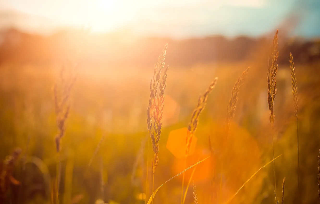 Photo wallpaper field, summer, grass, sunset, ears