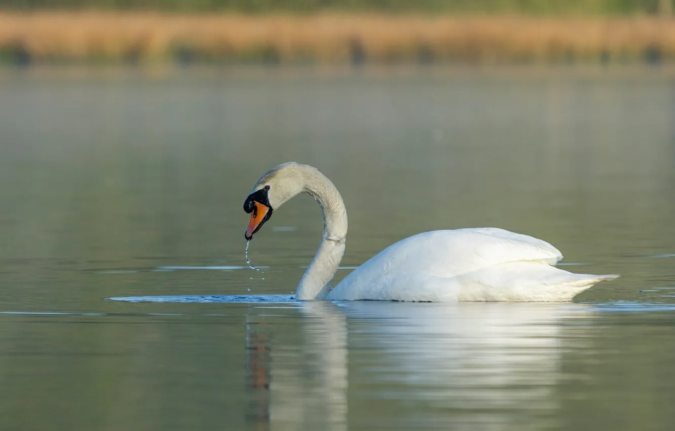 Photo wallpaper white, nature, lake, pond, background, bird, swans, pond