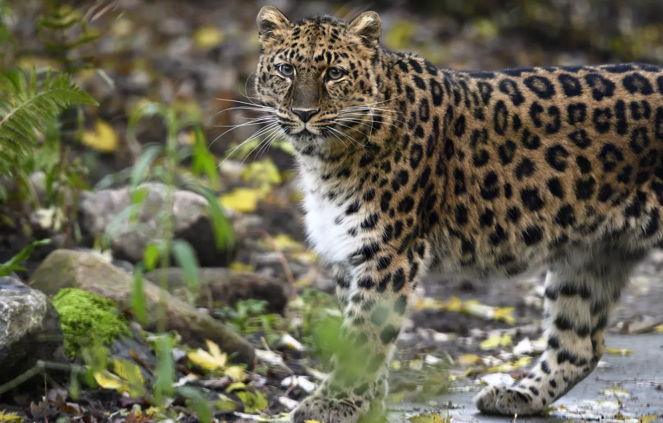 Photo wallpaper look, face, leaves, stones, paws, leopard, walk, fern