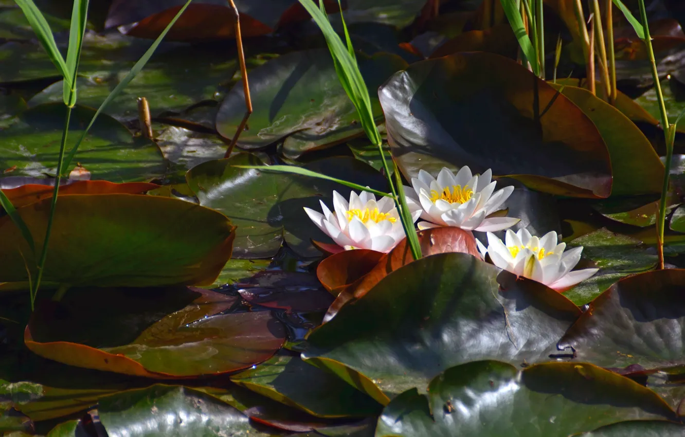 Photo wallpaper Lily, pond, water lilies, Nymphaeum