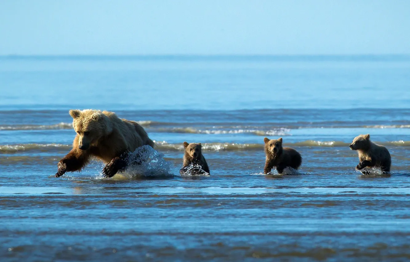 Photo wallpaper water, drops, squirt, fishing, baby, running, hunting, bear