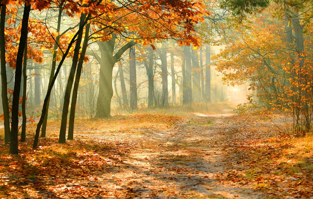 Photo wallpaper autumn, forest, falling leaves, sunlight