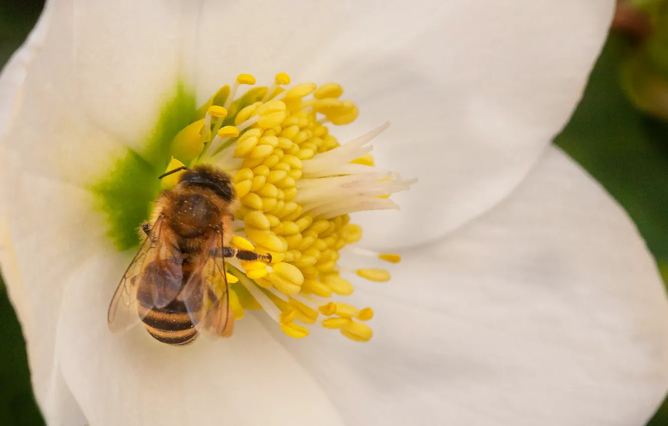Photo wallpaper flowers, nature, bee