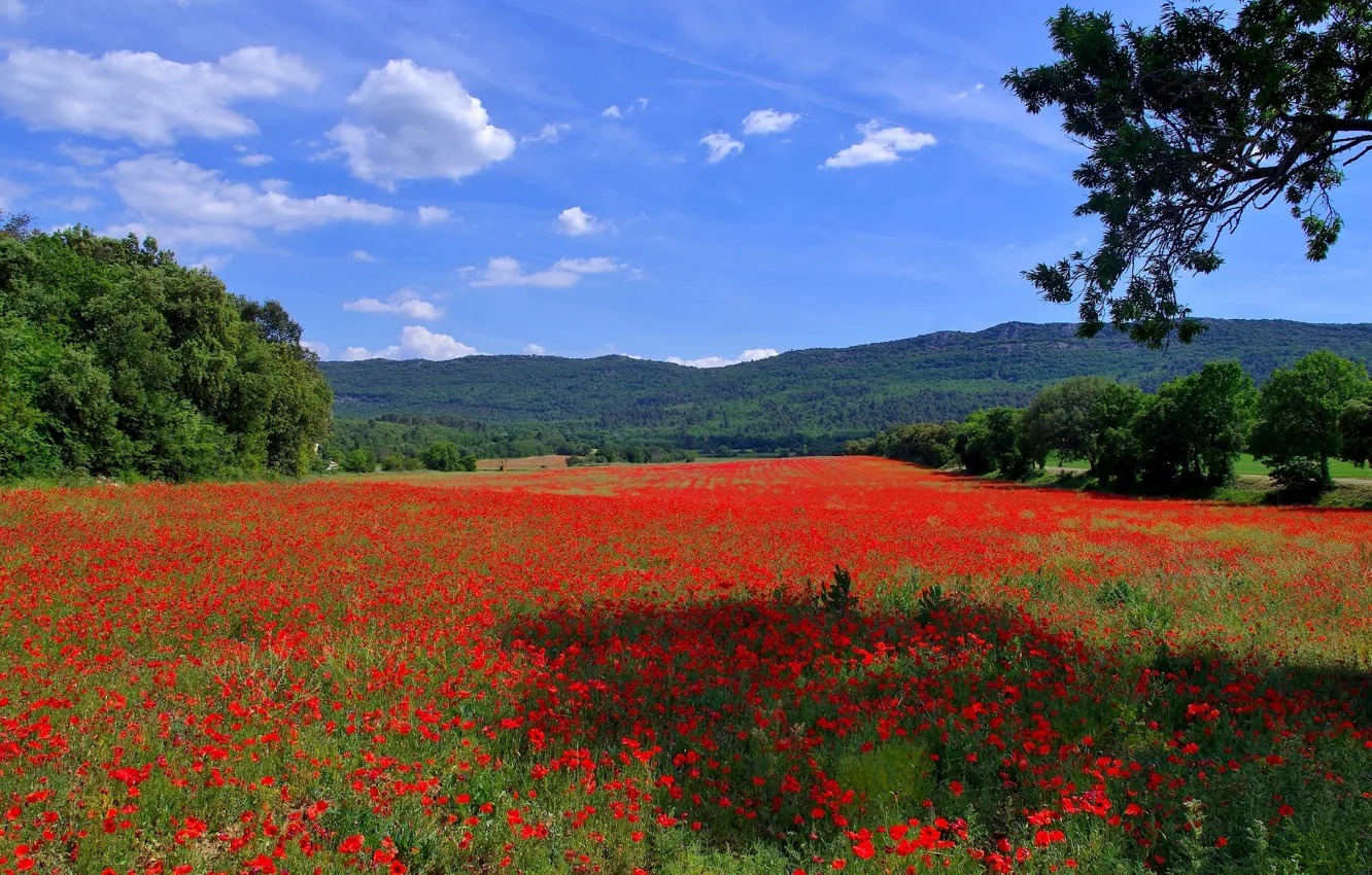 Photo wallpaper field, trees, flowers, mountains, hills, Maki, space