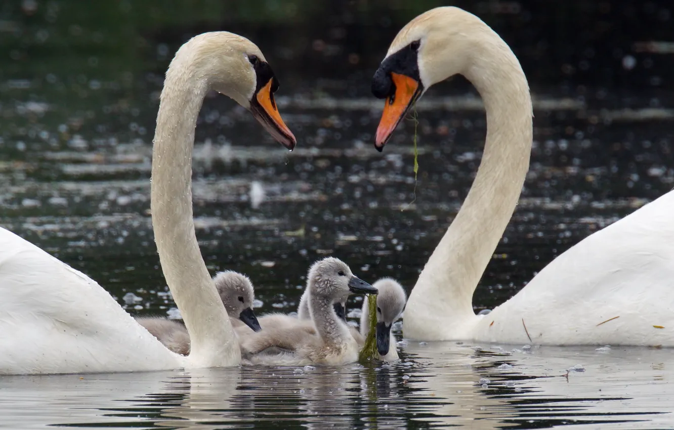 Photo wallpaper water, birds, nature, swans, Chicks, the goslings